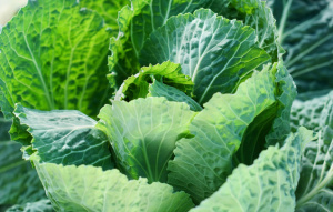 Savoy cabbage in a Greenhouse