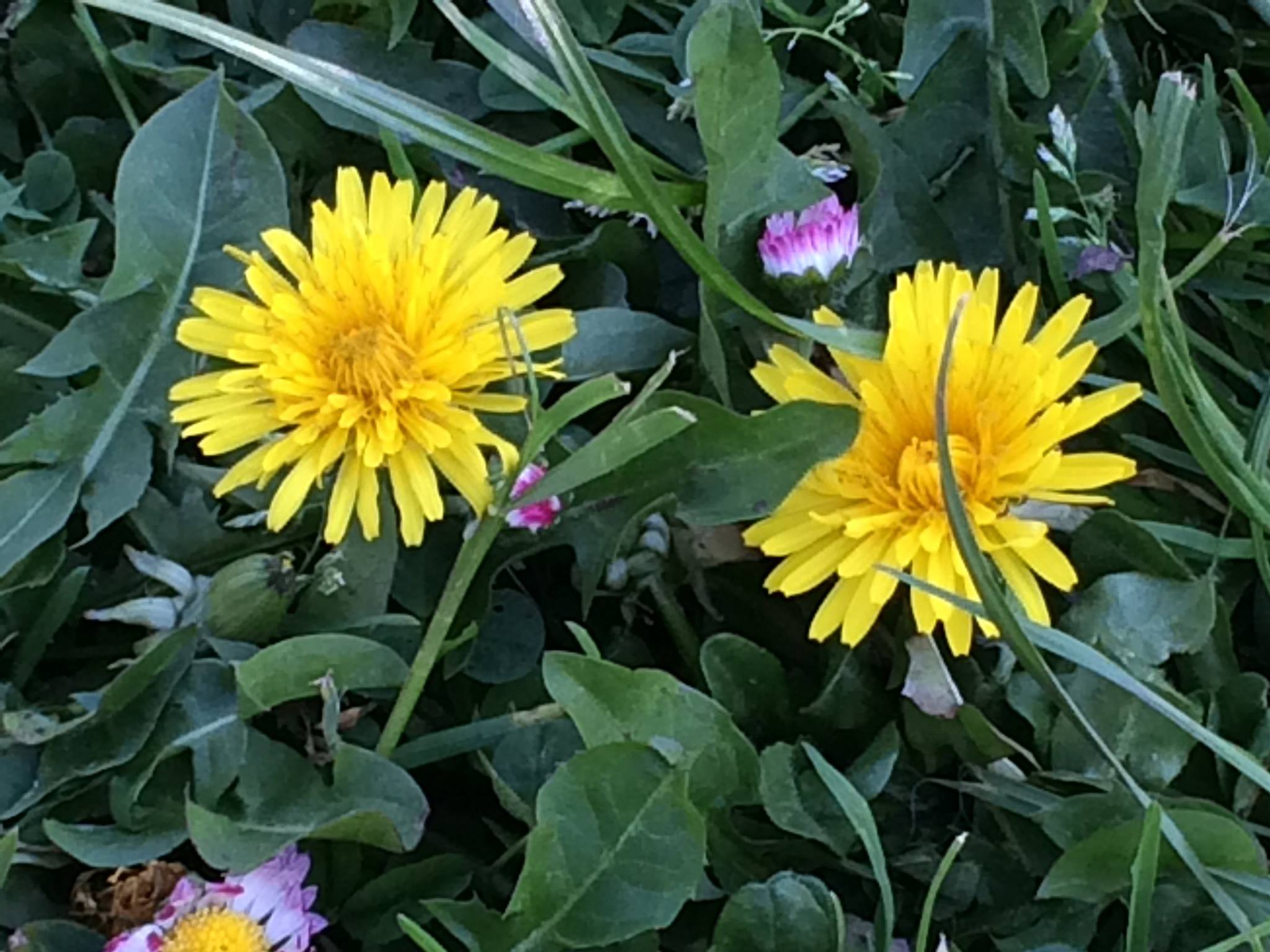 Krauterkuche Lowenzahnhonig Die Bio Mama